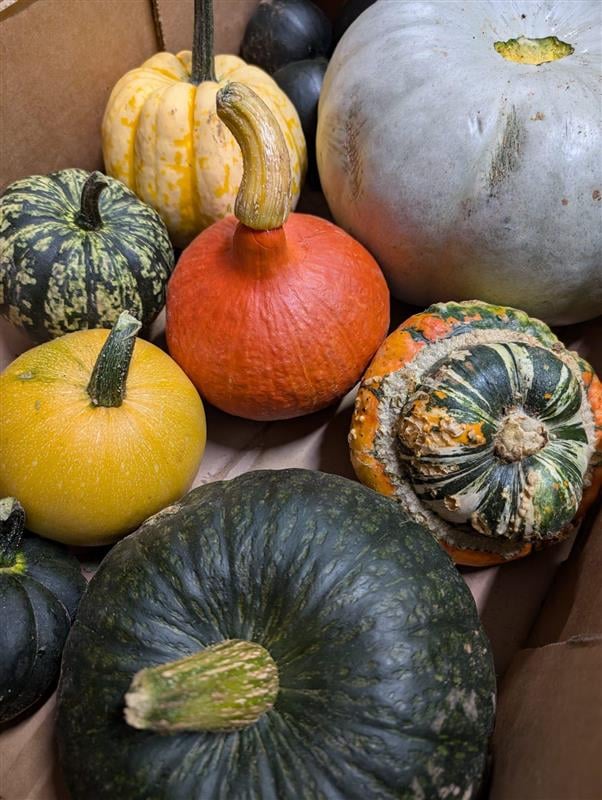 squash mixed box